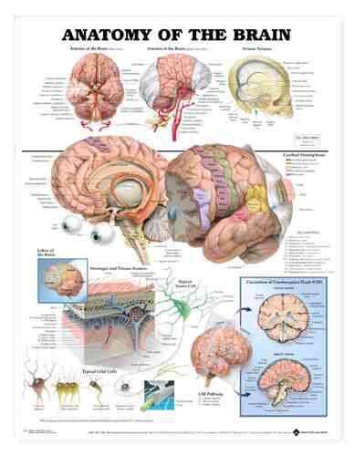 Anatomy of the Brain  Chart 20 w x 26 h