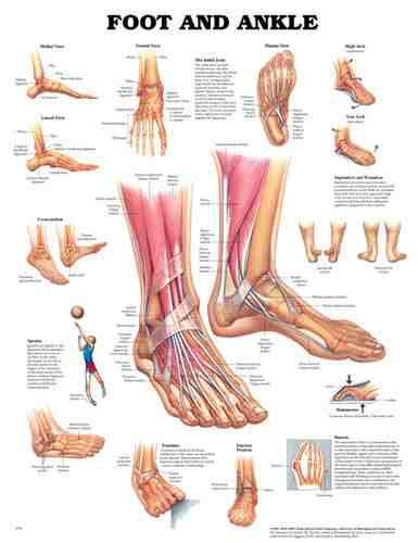 The Foot & Ankle Chart