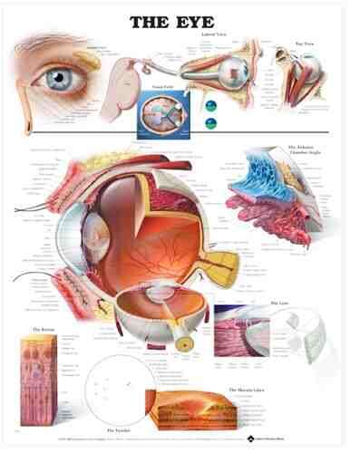 The Eye Anatomical Chart Flexible Lamination