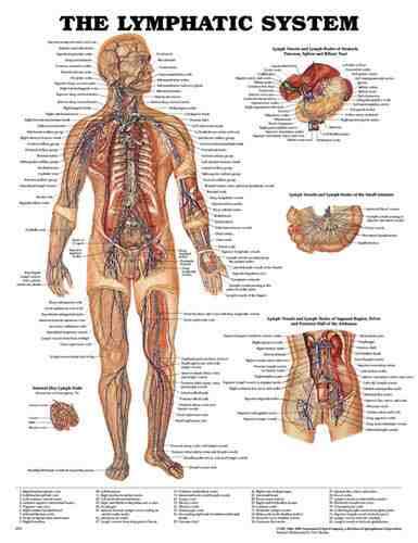 Lymphatic System Chart 20 w X 26 h