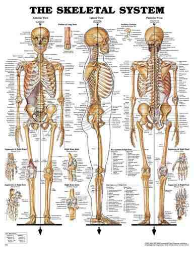 Skeletal System Chart 20 w X 26 h