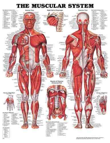 Muscular System Chart 20 w X 26 h