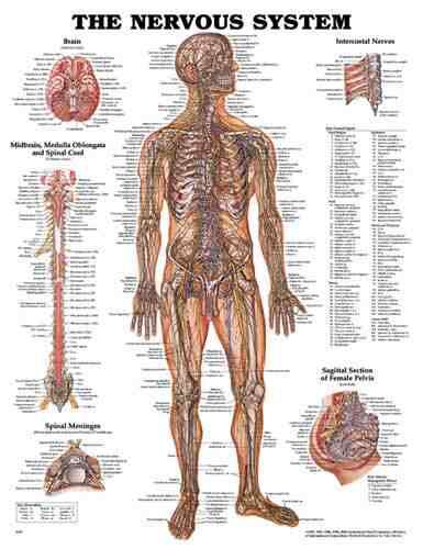 Nervous System Chart 20 w X 26 h