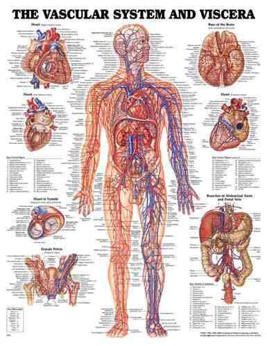 Vascular System Chart 20 w X 26 h