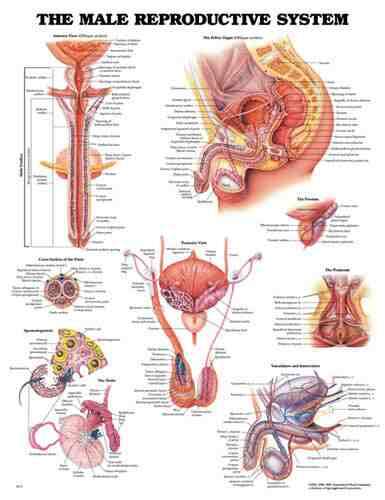 Male Reproductive Chart 20 w X 26 h