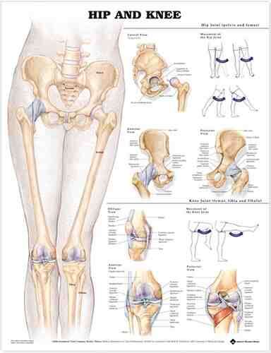 Hip & Knee Chart 26  X 20