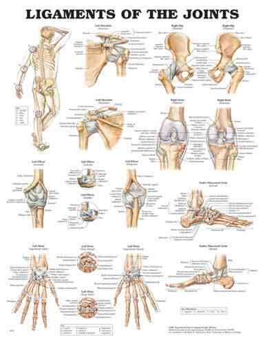 Ligaments of the Joints Chart 20 x26