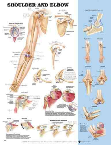 Shoulder/Elbow Chart 20 w X 26 h