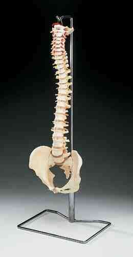Vertebral Column - Model